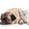 About Brightwood Animal Hospital in Mentor, OH